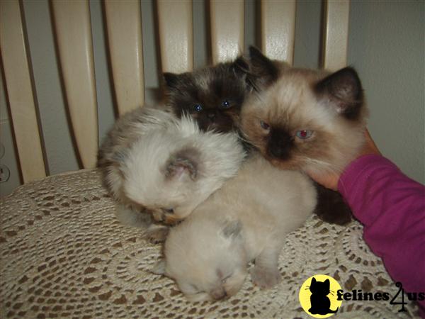 Kittens for Sale in New Jersey