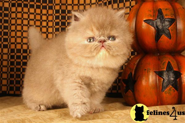 Kittens for Sale in Missouri