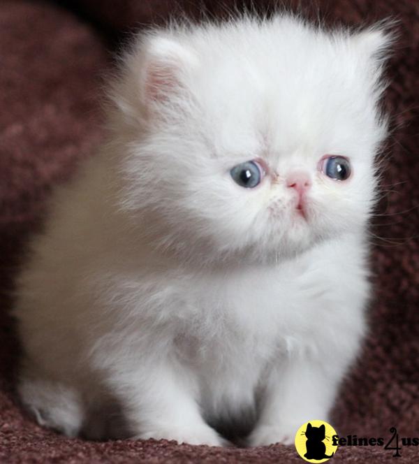 Persian Kittens