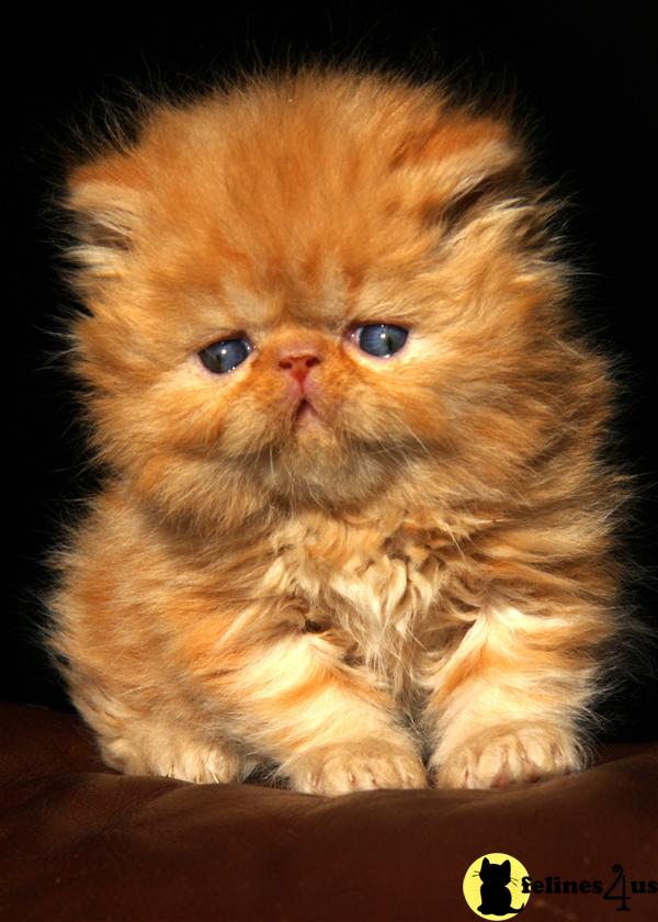 Himalayan Kittens