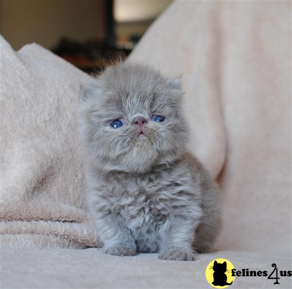 Persian Kittens