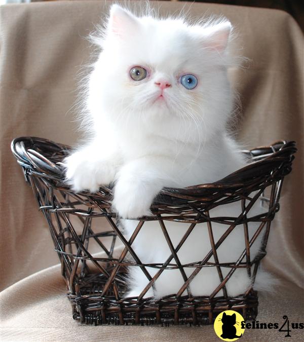 Persian Kittens