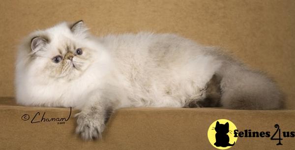 Himalayan Kittens