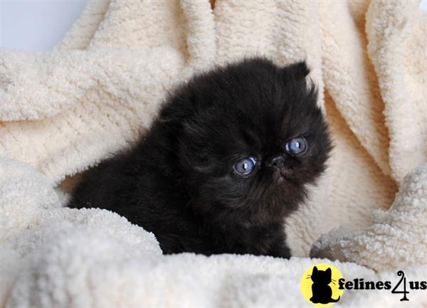 Gorgeous CFA Black Persian Chocolate Carrier