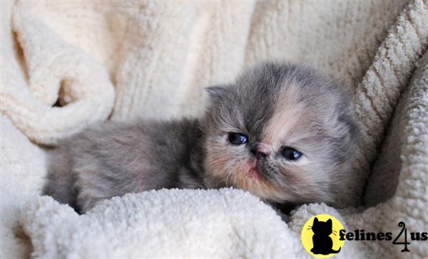 Kittens for Sale in Missouri