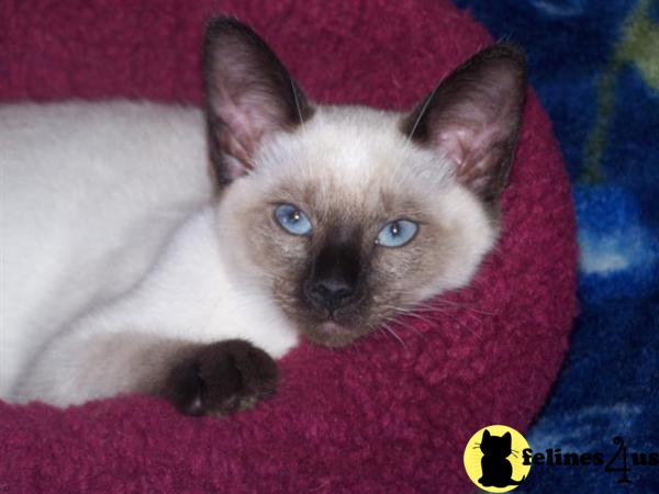 Siamese Kittens