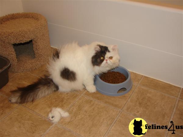 Persian Kittens