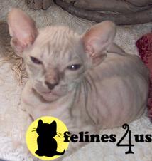 HAIRLESS KITTENS