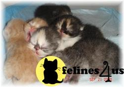 Kittens for Sale in Florida