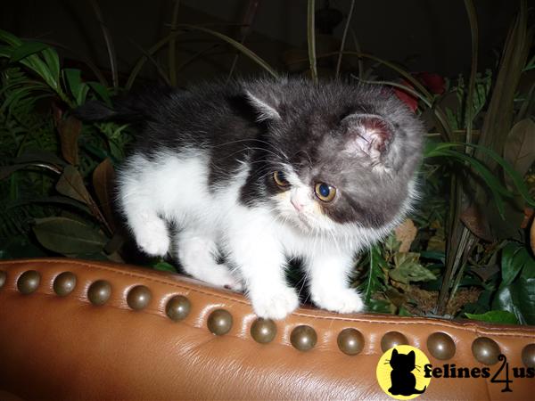 Exotic Shorthair kitten 