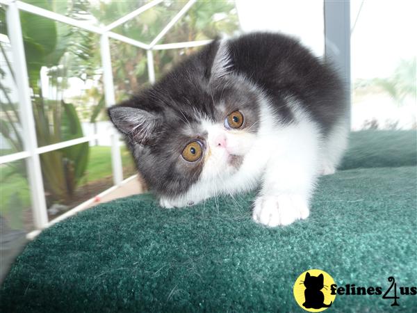 Exotic Shorthair kitten 
