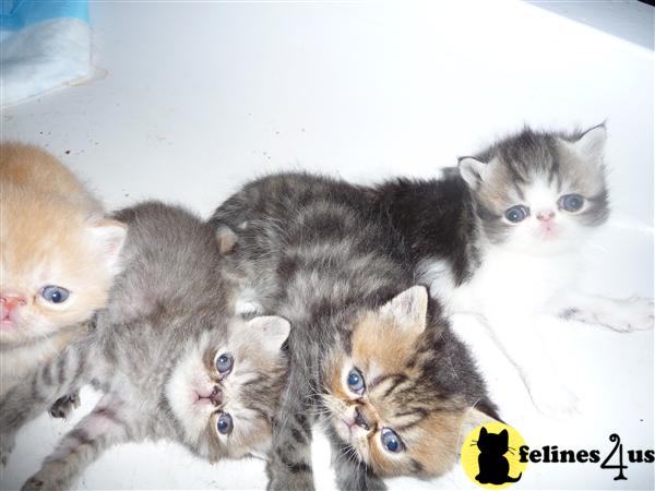 Exotic shorthair kittens