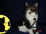 Cats for Sale