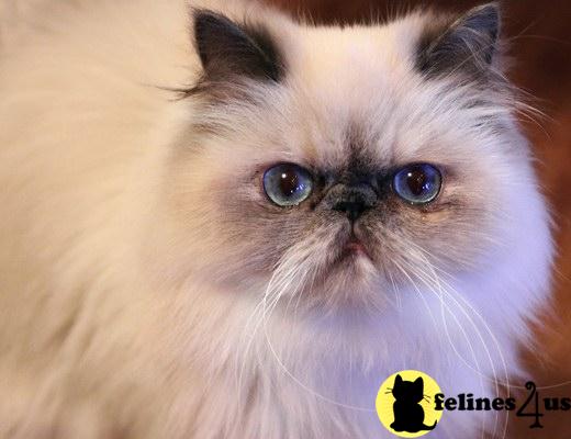 Kittens for Sale in New Hampshire