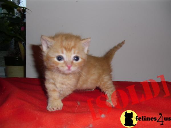 Munchkin Cat For Sale Hampshire Munchkin Cat For Sale Hampshire