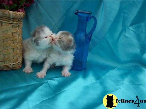 Little Secrets Persians has new kittens ready to go in July