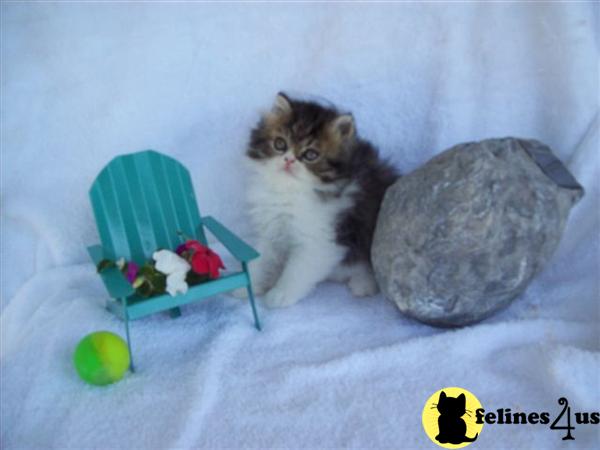 Little Secrets Persians 