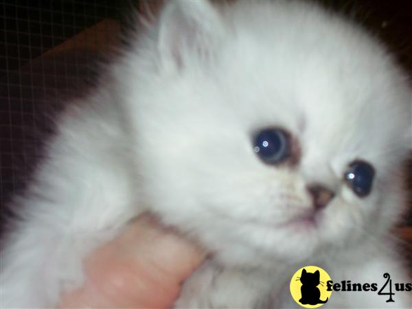 Kittens for Sale in Kansas