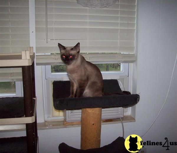 Siamese Cat  