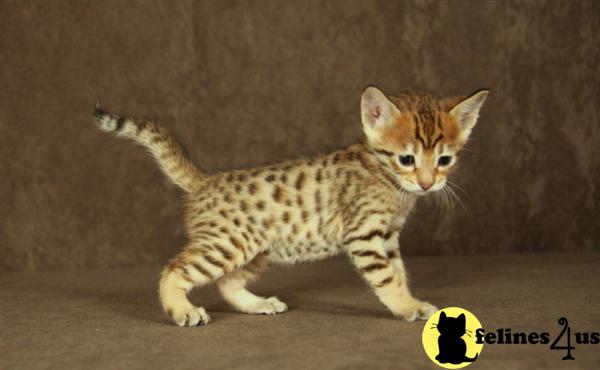Savannah Kittens