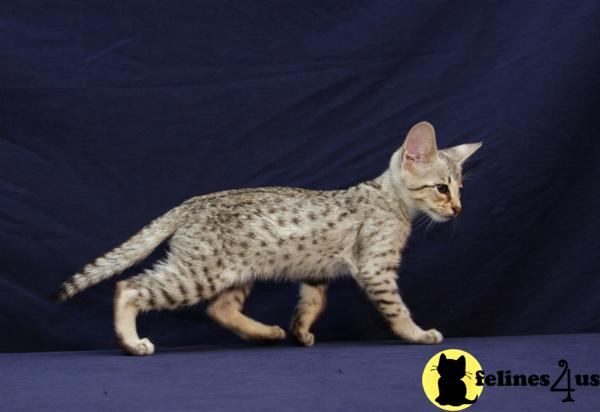 Savannah Kittens