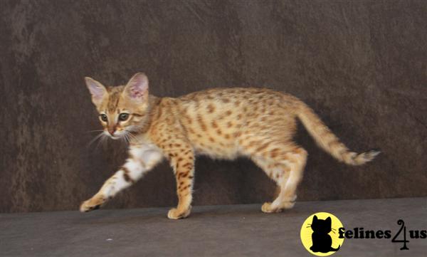 Savannah Kittens