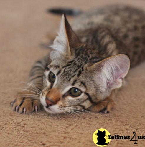Savannah Kittens