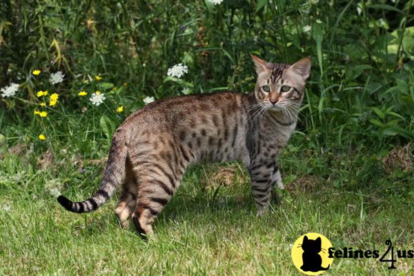 Cats for Sale
