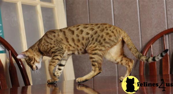 Golden F7 SBT Savannah Female