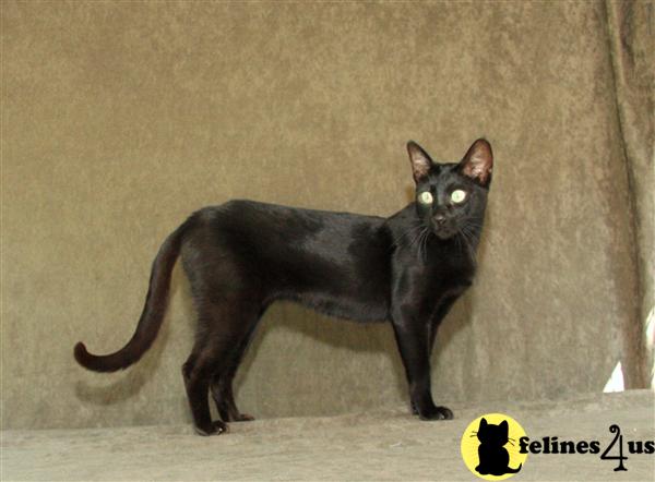 Black F5 Savannah Female