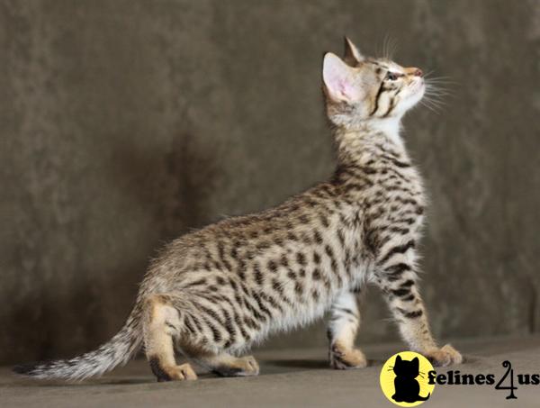 Savannah Kittens