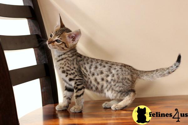 Kittens for Sale in Ohio