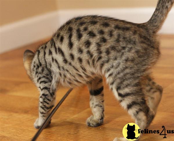 Kittens for Sale in Ohio