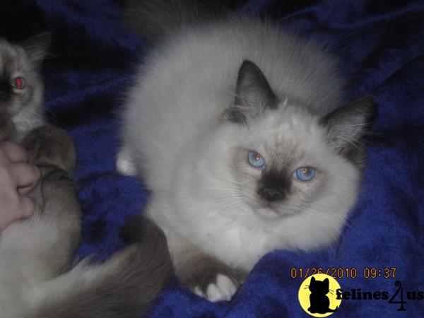 Ragdoll Kittens