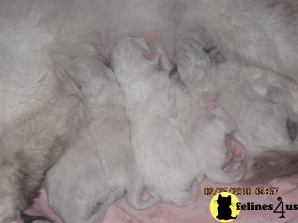 TICA Ragdoll Kittens