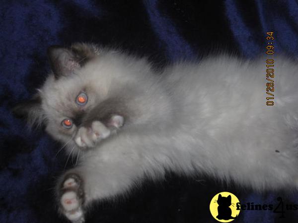 Ragdoll Kittens