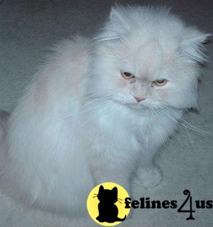 Persian Kittens