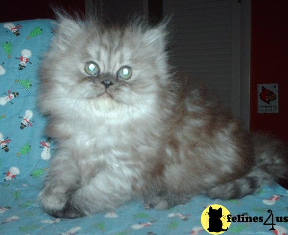 Kittens for Sale