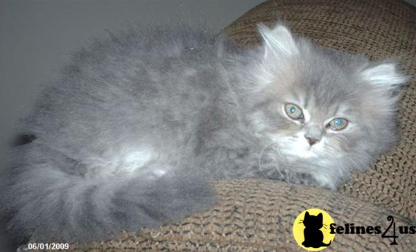 Kittens for Sale