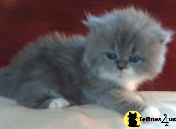 Kittens for Sale