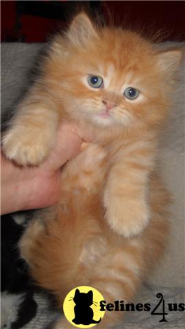 Kittens for Sale