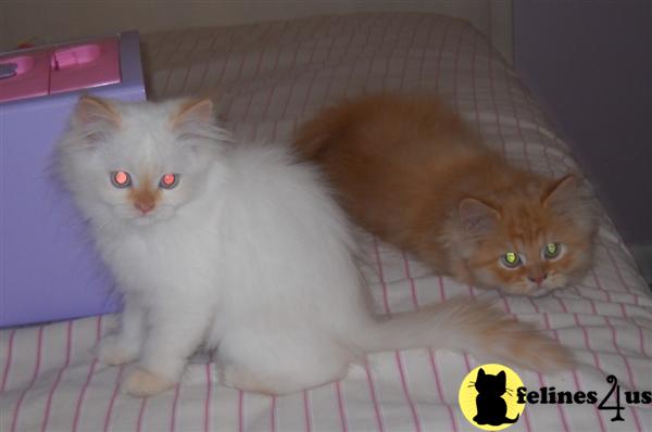 Kittens for Sale