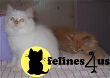 Kittens for Sale