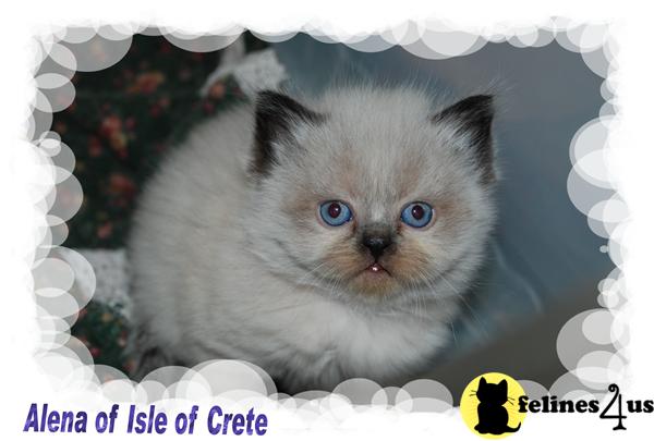 Kittens for Sale in Tennessee