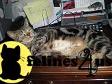 4 yr old spayed female up to date on all shots