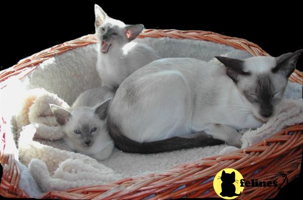Siamese Kittens