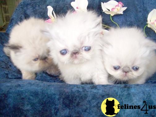Sweet himlayan kittens Available
