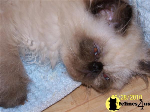 Kittens for Sale in New Hampshire