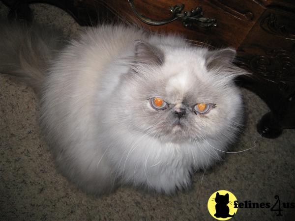 Cats for Sale