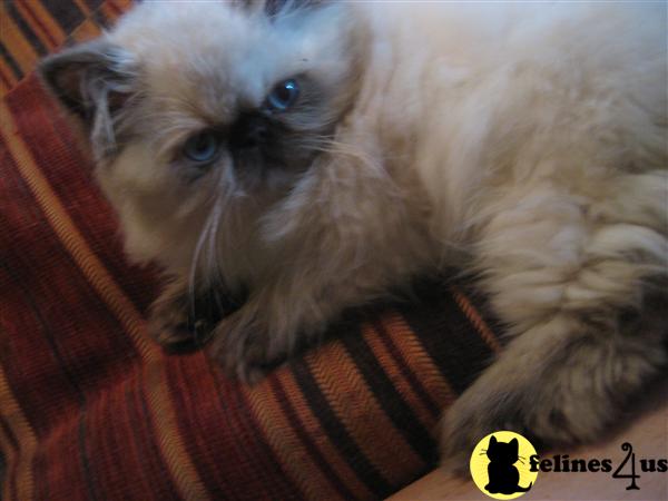 Kittens for Sale